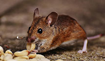 tree-injection-for-pest-control Experts in Traffic Safety